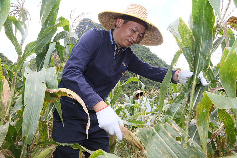 /QJ_050111772108.jpg 马超毅带领邻家公司党员到贫困户田地中收玉米2.jpg